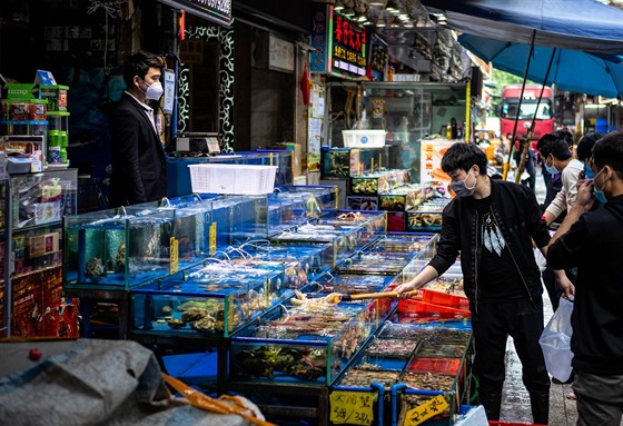 Prodavač mořských pochoutek na „mokrém trhu“ v čínském Kantonu Odborníci věří,...