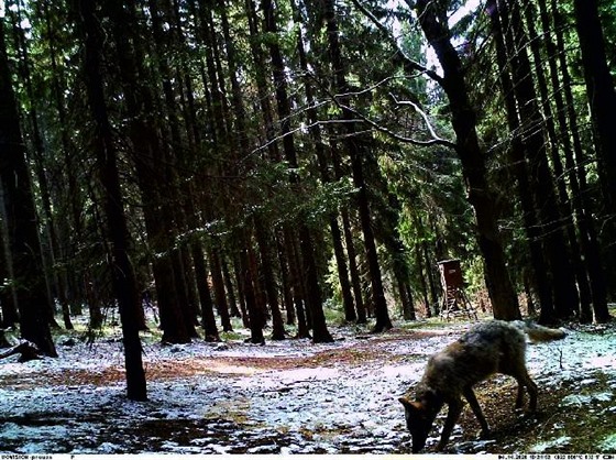 Fotopast u Benešova na Broumovsku zachytila vlka kolem 10. hodiny dopoledne,...