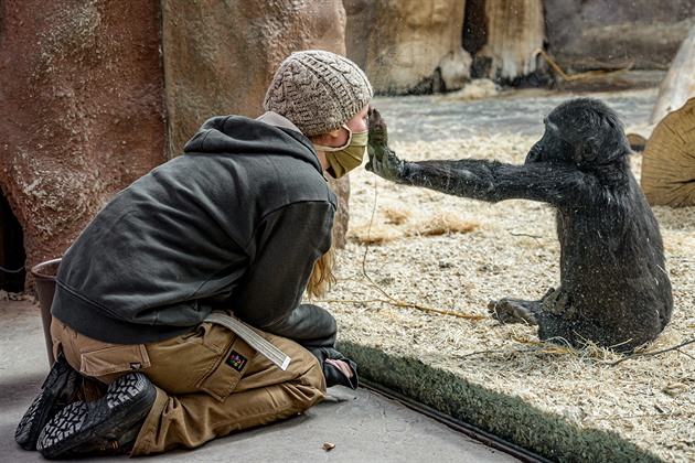 Gorilám v uzavřené zoo chovatelé zajišťují bezpečí, pohodu i zábavu