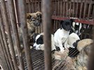 Fotka ps v klecích z mokrých trh v ín, Vietnamu a Indii zaznamenaná...