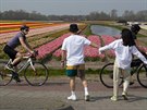 Velikononí víkend v nizozemském Lisse. Na tulipánová pole se kvli naízením...
