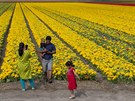 Rodina z nizozemského Lisse se pila podívat na rozkvetlé tulipánové pole....