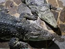V Krokodýlí zoo v Protivín chovají pes dvacet druh plaz. Na snímku jsou...