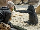 Gorilí sameek Ajabu si pes sklo hraje s chovatelkou Lucií Holatovou....