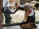 Gorilí sameek Ajabu si pes sklo hraje s chovatelkou Lucií Holatovou.