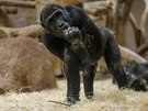 Gorilám v uzavené zoo nic nechybí. Jen nemohou pozorovat návtvníky, co je...