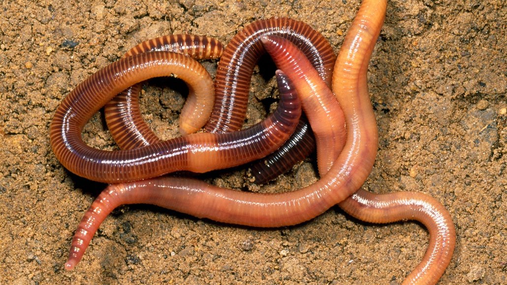 Žížaly jsou pomocníkem pro zadržení vody v přírodě. Žížaly jsou pomocníkem pro zadržení vody v přírodě.