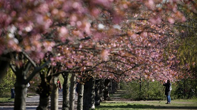 Rozkvetl berlnsk park o velikonon nedli. (12. dubna 2020)