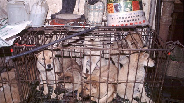 Uvěznění psi na „mokrém trhu“ v čínském Kantonu. Odborníci věří, že právě z podobného mokrého trhu ve Wu-chanu vzešla epidemie koronaviru. (27. ledna 2020)