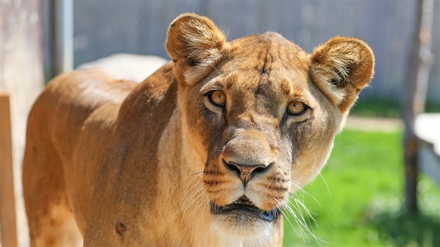 V tborsk zoo chovaj i lvy.