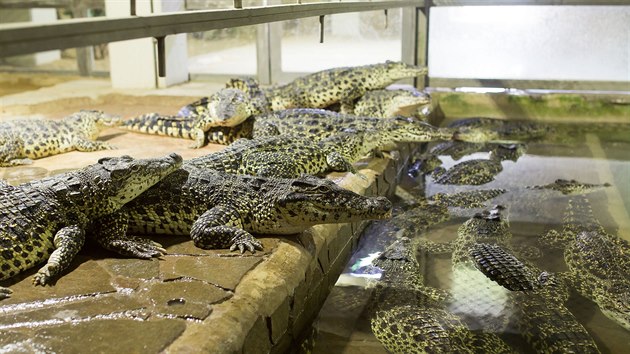 V Krokodl zoo v Protivn chovaj pes dvacet druh krokodl.
