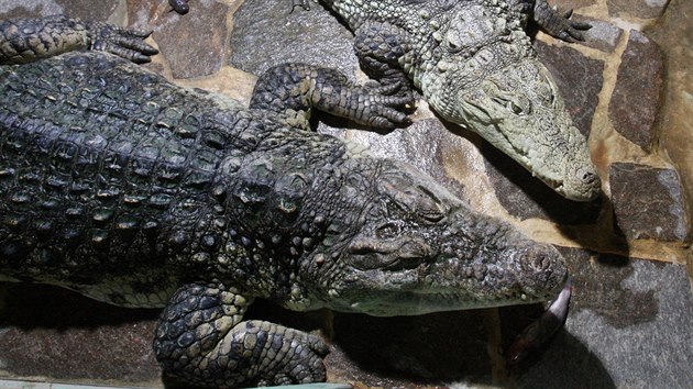V Krokodýlí zoo v Protivíně chovají přes dvacet druhů plazů. Na snímku jsou krokodýli bahenní.