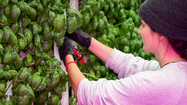 Vertikální farma Square Roots v New Yorku by měla poskytovat čerstvé a lokální jídlo pro lidi z celého světa a podporovat mladé lidi, aby se do městského farmaření zapojili