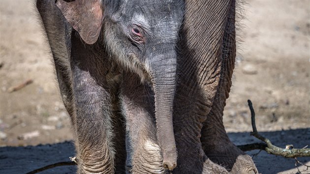 Sloní holčička, která se narodila 27. března 2020 samici Tamaře. Jednoznačně je nejatraktivnějším mládětem narozeným po 13. březnu, kdy byla zoo uzavřena pro veřejnost. Sloní samice Janita má v dohledné době porodit také.