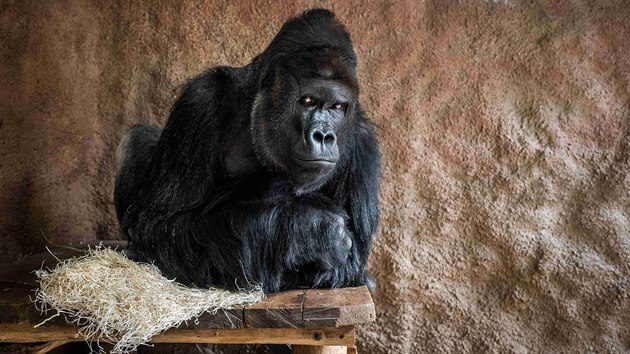 Gorilí samec Richard v období přísné karantény. Lidoopy by totiž případná nákaza koronavirem mohla vážně ohrozit.
