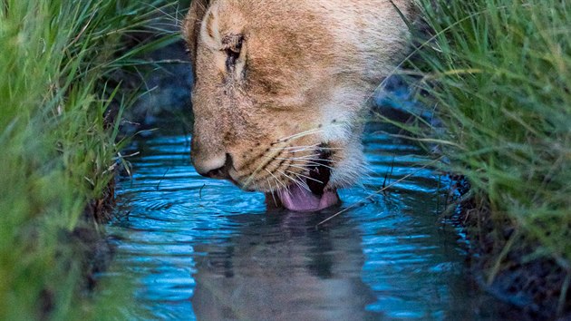 Miller Harrison wildlife photography