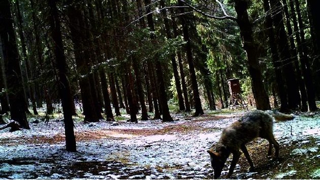 Fotopast u Beneova na Broumovsku zachytila vlka kolem 10. hodiny dopoledne, mohlo by jt o stejnou elmu, kterou asi o 2 kilometry dl pozoroval rno pi lovu lesn dlnk. Vlka zahnl nastartovanou motorovou pilou. (14. dubna 2020)