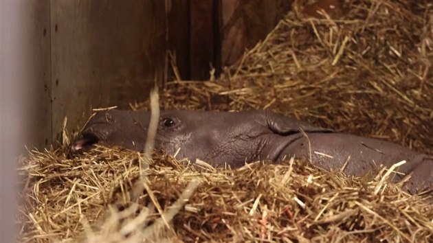 V kodaňské zoo se narodilo mládě nosorožce tuponosého.