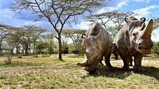 Severní bílí nosorožci Najin a Fatu v keňském národním parku Ol Pejeta (květen...