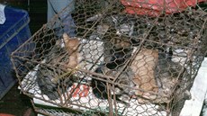Uvězněné kočky na „mokrém trhu“ v čínském Kantonu. Odborníci věří, že právě z...