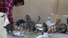 Žena krmí toulavé kočky v Egyptě. Kvůli karanténním opatřením proti koronaviru...