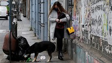 Toulavý pes se krmí odpadky v Chile.Kvli karanténním opatením proti...