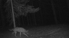 Vlk na záb�ru z fotopasti u Bene�ova na Broumovsku v noci ze 14. na 15. dubna...