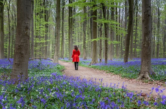 Modr les V Hallerbosu nedaleko Bruselu