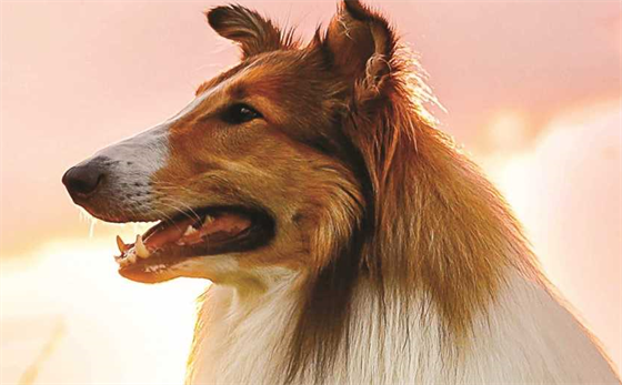 Hrdinka filmu Lassie se vrací