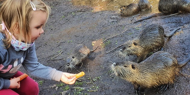 Nutrie ijící v eském ráji u rybníku Vidlák