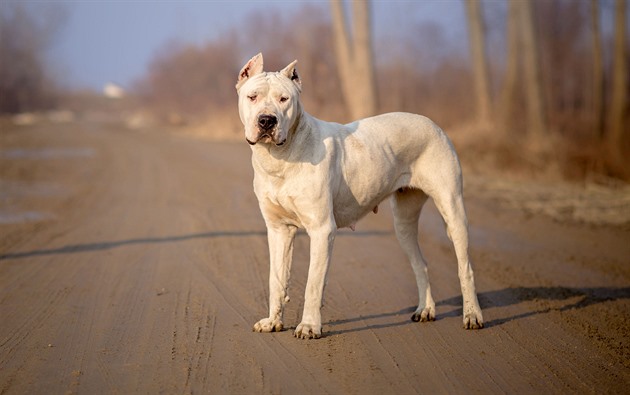 Žena zemřela po útoku dogy. Podmínka pro majitelku psa platí, rozhodl soud