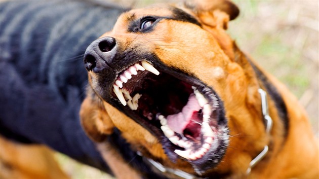 Na běžce v parku zaútočil pes, pak i rozčílený majitel zvířete