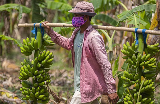 Válka na Ukrajině zařízla export banánů, zoufají Ekvádorci. Ovoce jen hnije