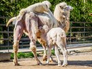 V Zoo Dvorec u Borovan na eskobudjovicku se narodila samika velblouda...