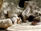 V brnnsk zoo se na jae narodila mimo jin mara stepn.