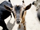 Mezi nov obyvatele brnnsk zoo pat tak koza kamerunsk.