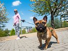 ena ve Zlín na procházce se psem (28. dubna 2020)