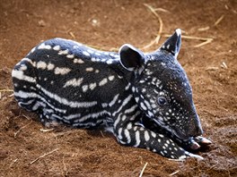 Malý tapír abrakový patí k letoním nejatraktivnjím pírstkm, v historii...