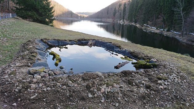 Jedna z tůní, do níž jsou přenášeny ropuchy odchycené díky fólii lemující celý obvod krušnohorské přehrady Kamenička.