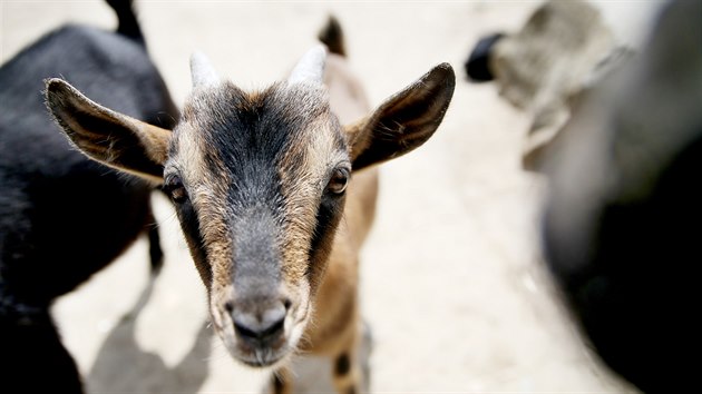 Mezi nové obyvatele brněnské zoo patří také koza kamerunská.