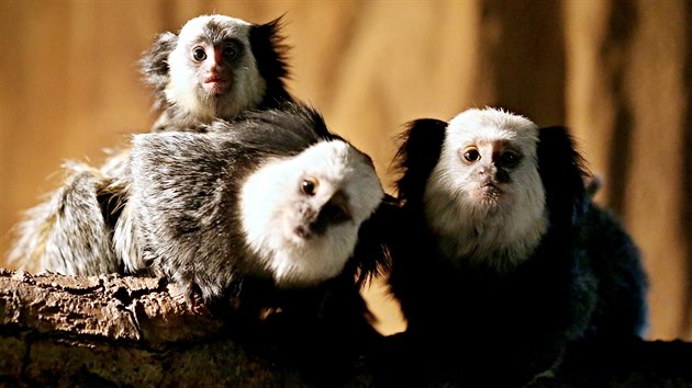 V brněnské zoo se letos narodila i mláďata kosmanů běločelých. Lidé mohou tyto opice vidět, když vyběhnou do venkovní části.