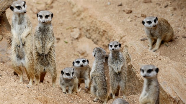 V brněnské zoo hlásí kromě jiných nové přírůstky u surikat.