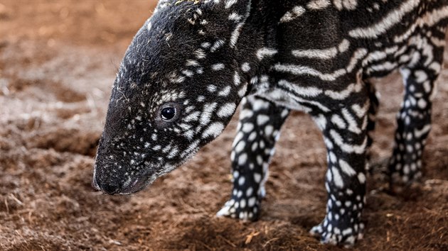 V podstat ze dne na den se zmnil termn znovuoteven venkovnch prostor zoologickch zahrad, take i Zoo Praha oteve u v pondl 27. dubna, nikoliv a o msc pozdji. Za msc a pl, co byla uzavena, se tu narodilo spoustu mlat, take bude co obdivovat. Samozejm za jasn danch bezpenostnch pravidel.  