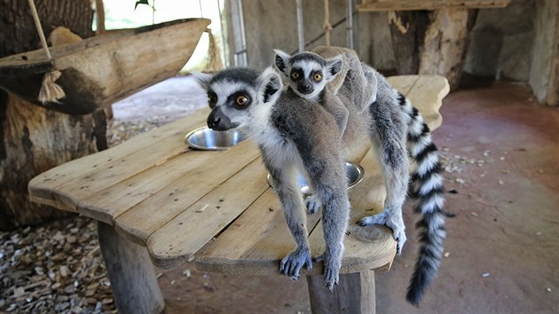 Živo je v africké vesničce Matongo, kde přišla na svět trojice lemurů kata.