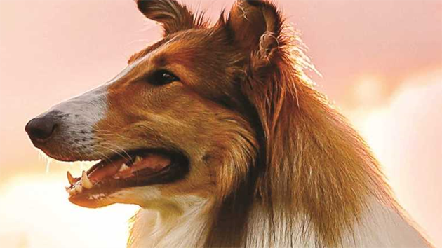 Hrdinka filmu Lassie se vrací