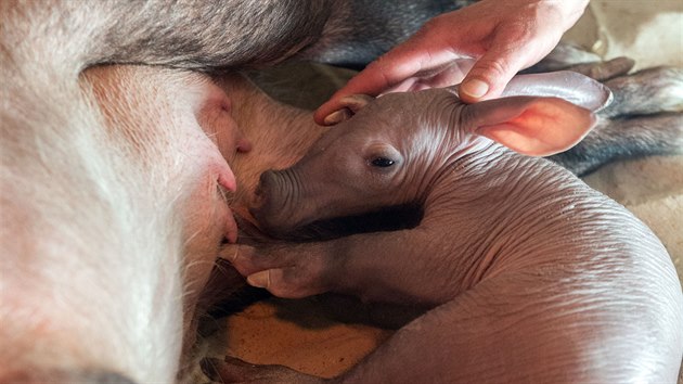 Už více než čtyřkilové je nyní vůbec první mládě hrabáče kapského narozené v olomoucké zoologické zahradě na konci března. Zpočátku se o něj museli z velké míry starat ošetřovatelé, nyní už saje mléko převážně od matky.