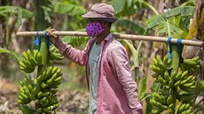 Zemědělec nese banány, které sklidil na farmě ve vesnici Daranggiri v Indii.... | na serveru Lidovky.cz | aktuální zprávy