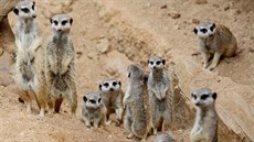 V brnnské zoo hlásí krom jiných nové pírstky u surikat.