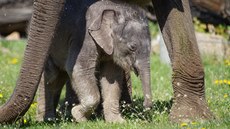 Zoo Praha bude sice mít venkovní areál od pondlí otevený, ale bude muset...