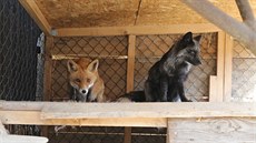 Po roní pestávce se lidé mohou opt tit na troubení koled z balkonu radnice v Havlíkov Brod.